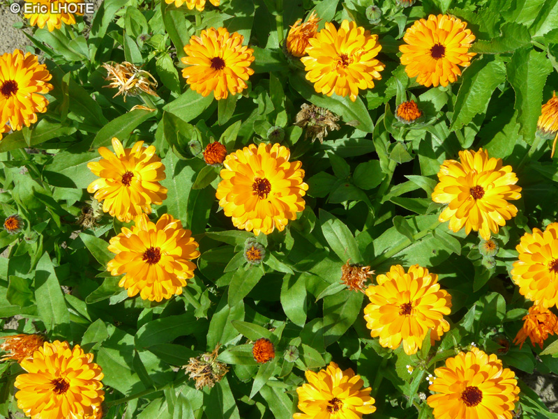  - Calendula officinalis - 