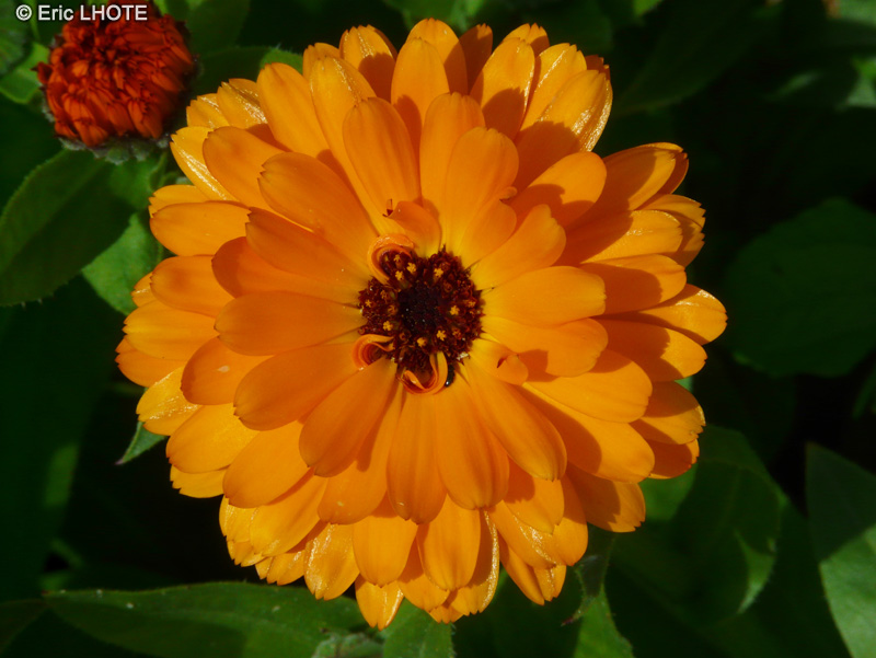  - Calendula officinalis - 