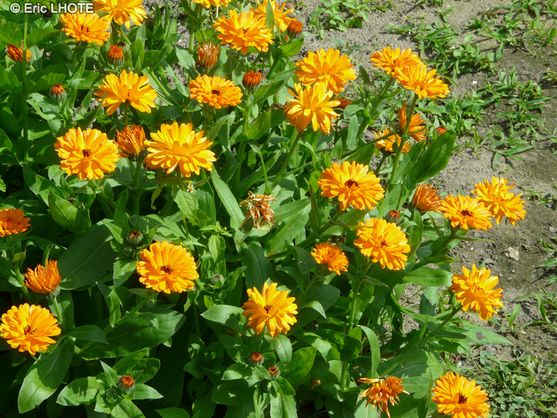  - Calendula officinalis - 