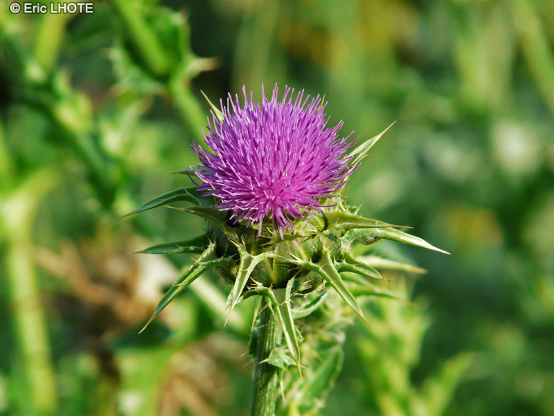 Asteraceae - Carduncellus monspeliensis - Cardoncelle de Montpellier