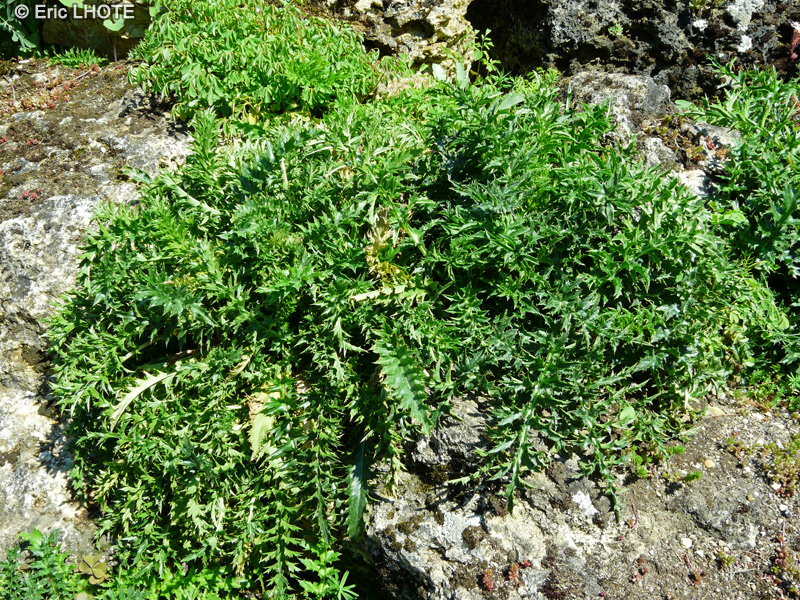 Asteraceae - Carlina acaulis - Carline acaule, Carline &agrave; tige courte, Carline des Alpes, Barom&egrave;tre du Berger, Cam&eacute;l&eacute;on Blanc, Cardonnette, Chardon Argent&eacute;, Gardabelle, Loques, Chardousse