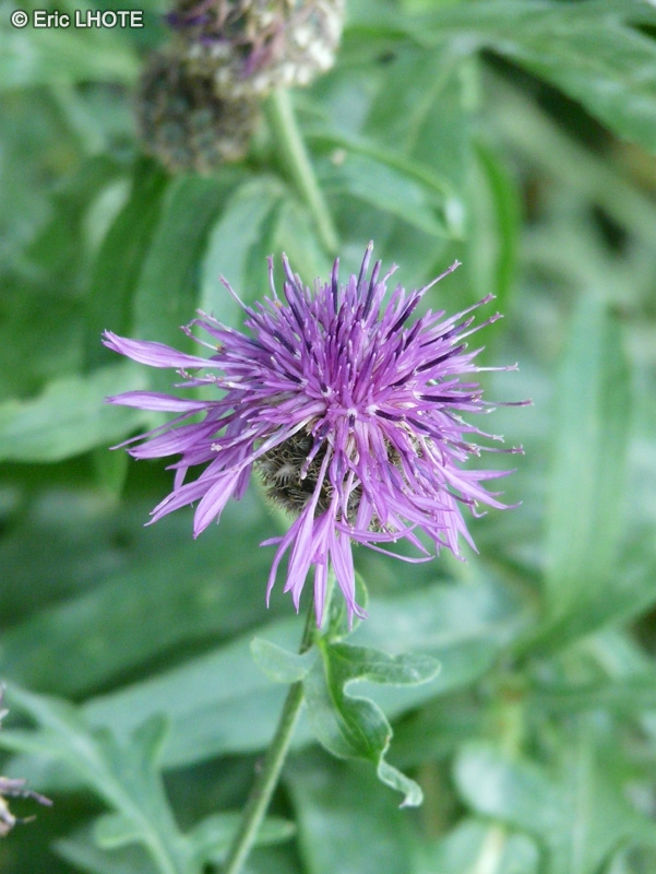  - Centaurea alpestris - 