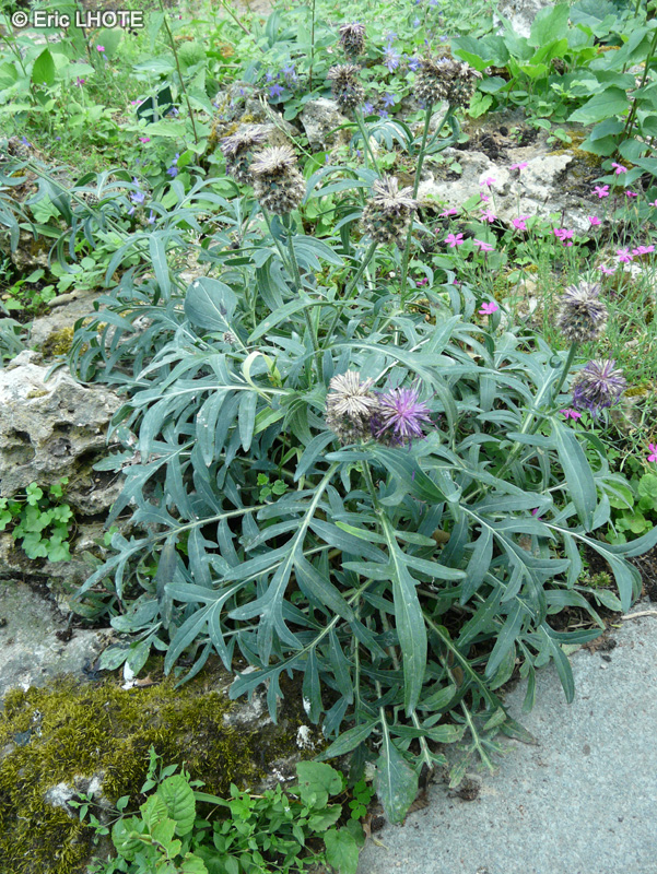  - Centaurea alpestris - 