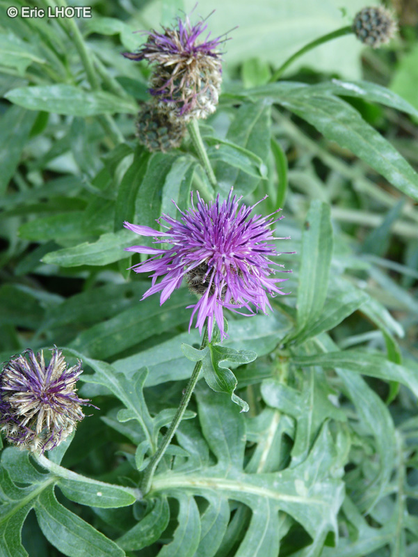 Asteraceae - Centaurea alpestris - Centaurée des Alpes