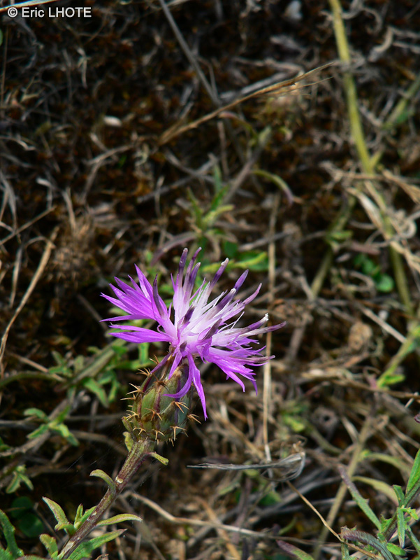  - Centaurea aspera - 