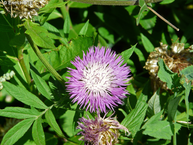 Asteraceae - Centaurea aspera - Centaur&eacute;e rude