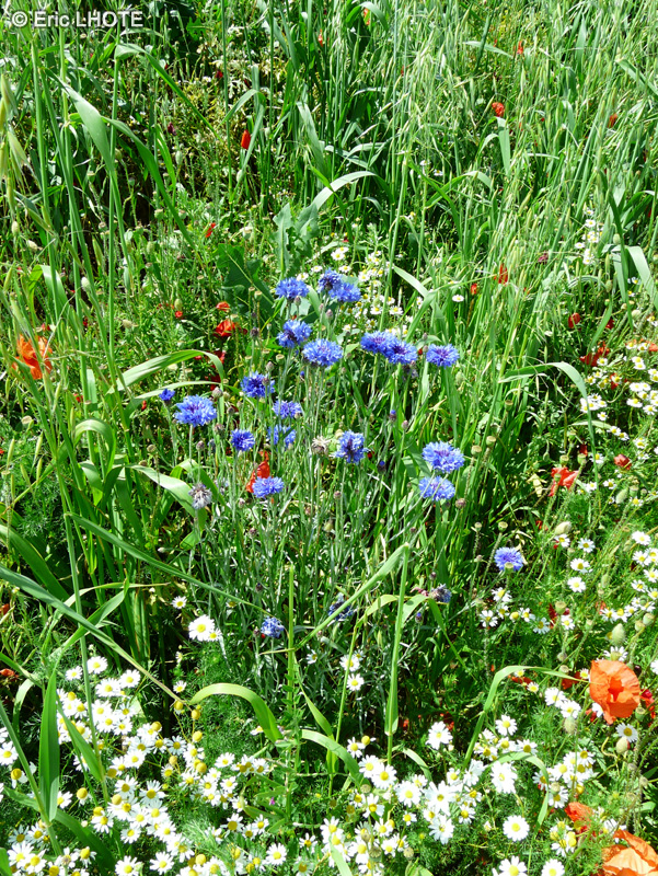  - Centaurea cyanus - 