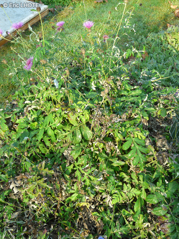  - Centaurea dealbata - 