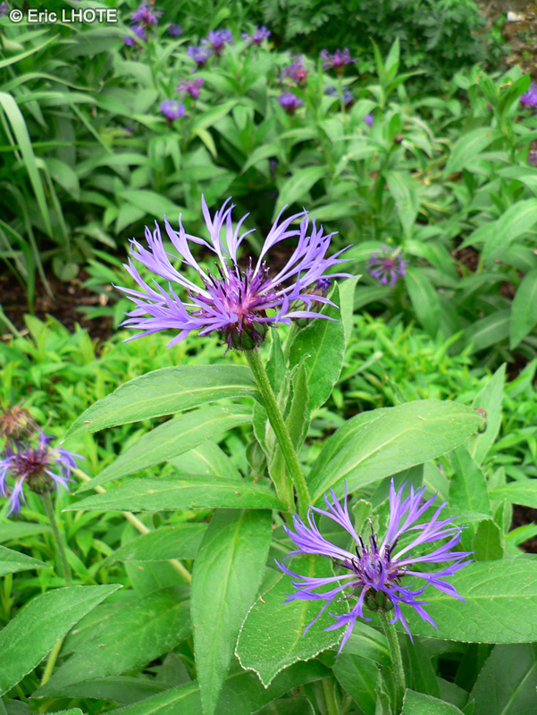 Asteraceae - Centaurea montana - Centaur&eacute;e des montagnes, Bleuet vivace, Bleuet des montagnes, Jac&eacute;e des montagnes