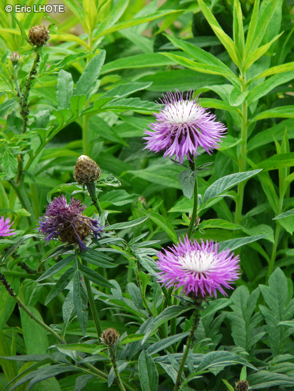 Asteraceae - Centaurea scabiosa - Centaur&eacute;e scabieuse