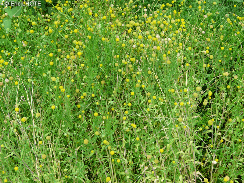  - Cephalophora aromatica, Graemia aromatica, Tetraneuris aromatica - 