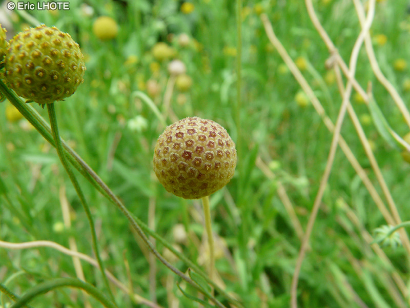  - Cephalophora aromatica, Graemia aromatica, Tetraneuris aromatica - 