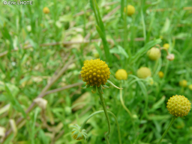 Asteraceae - Cephalophora aromatica, Graemia aromatica, Tetraneuris aromatica - C&eacute;phalophore aromatique