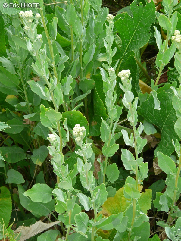  - Chrysanthemum balsamita, Tanacetum balsamita, Pyrethrum balsamita - 