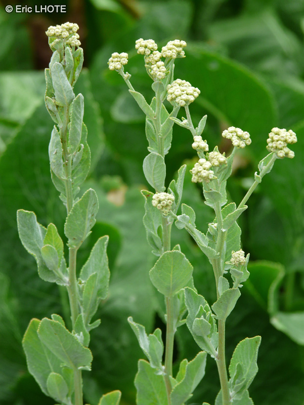  - Chrysanthemum balsamita, Tanacetum balsamita, Pyrethrum balsamita - 