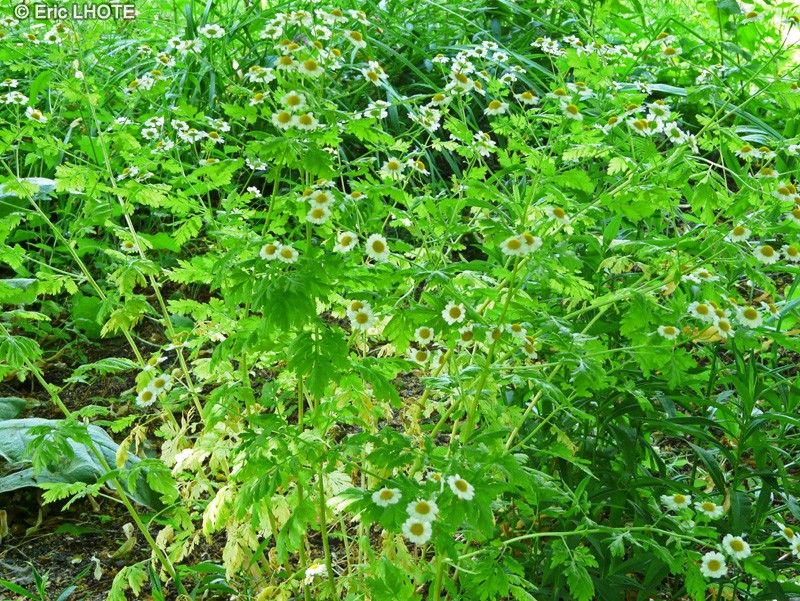  - Chrysanthemum parthenium, Tanacetum parthenium, Leucanthemum parthenium, Pyrethrum parthenium - 