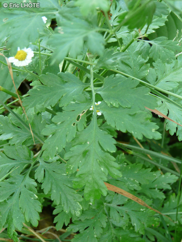  - Chrysanthemum parthenium, Tanacetum parthenium, Leucanthemum parthenium, Pyrethrum parthenium - 