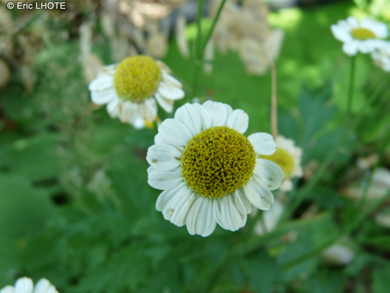  - Chrysanthemum parthenium, Tanacetum parthenium, Leucanthemum parthenium, Pyrethrum parthenium - 