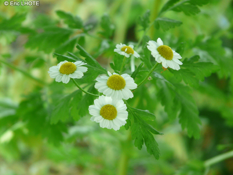 Asteraceae - Chrysanthemum parthenium, Tanacetum parthenium, Leucanthemum parthenium, Pyrethrum parthenium - Grande Camomille