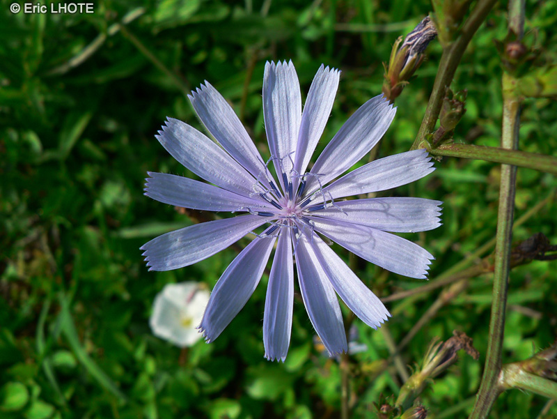  - Cichorium intybus - 