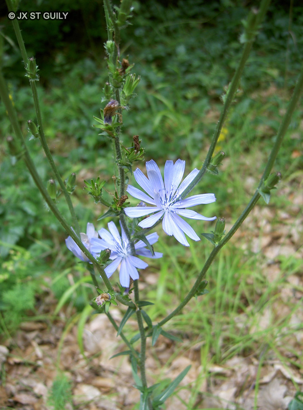 Asteraceae - Cichorium intybus - Chicor&eacute;e sauvage