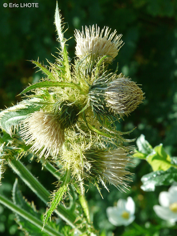  - Cirsium carniolicum ssp. rufescens - 