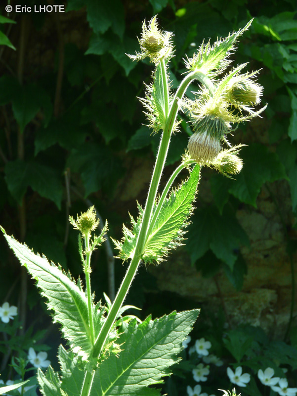 Asteraceae - Cirsium carniolicum ssp. rufescens - Cirse rousse&acirc;tre, Cirse de Carniole roux