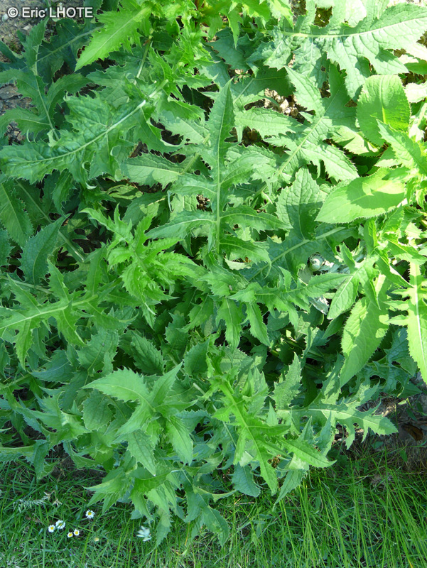  - Cirsium oleraceum - 