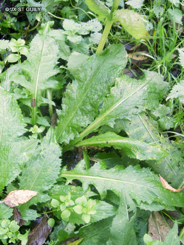 Asteraceae - Cirsium oleraceum - Cirse mara&icirc;cher, Cirse faux-&eacute;pinard