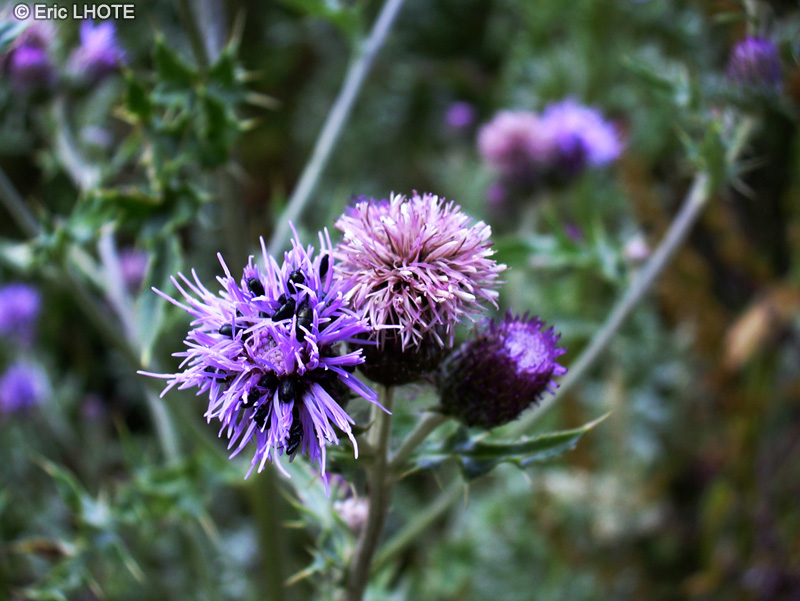  - Cirsium palustre - 