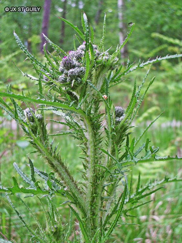  - Cirsium palustre - 