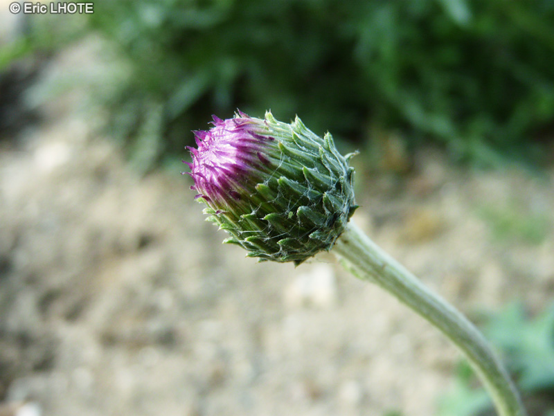  - Cirsium tuberosum - 
