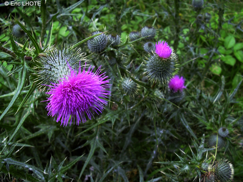  - Cirsium vulgare - 