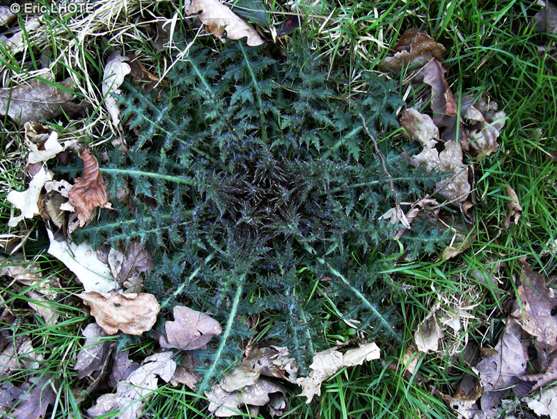  - Cirsium vulgare - 