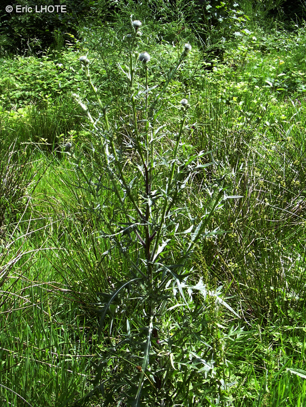  - Cirsium vulgare - 