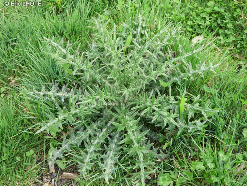  - Cirsium vulgare - 