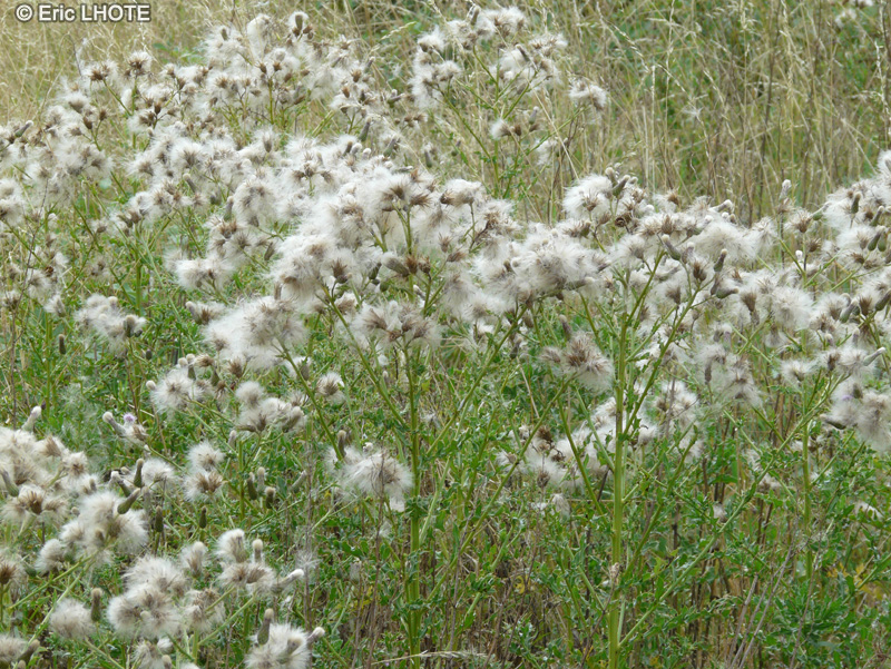  - Cirsium vulgare - 