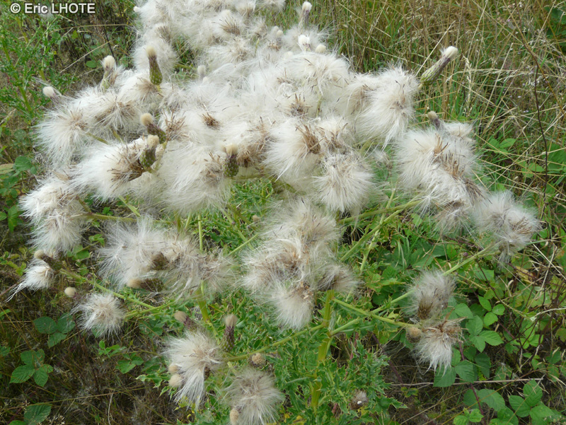  - Cirsium vulgare - 