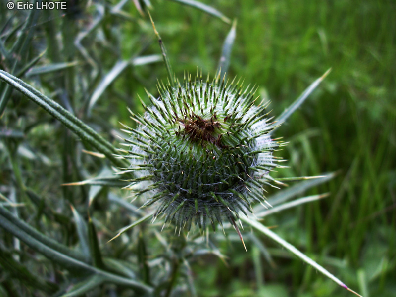 Asteraceae - Cirsium vulgare - Cirse commun