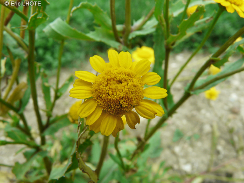  - Coleostephus myconis - 