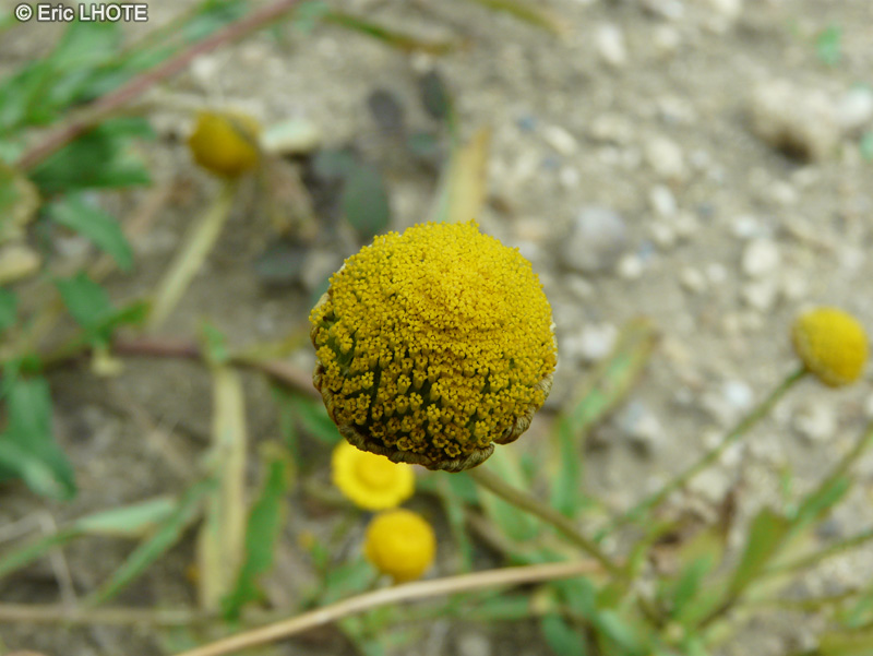  - Coleostephus myconis - 