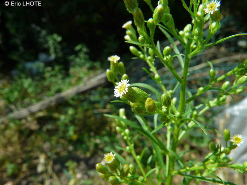  - Conyza canadensis, Erigeron canadensis - 