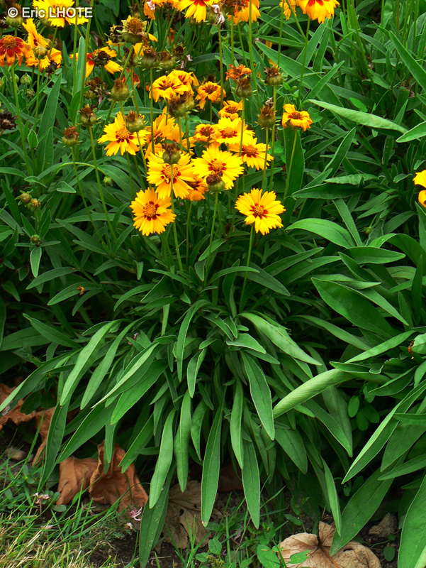 Asteraceae - Coreopsis grandiflora - Coreopsis &agrave; grandes fleurs