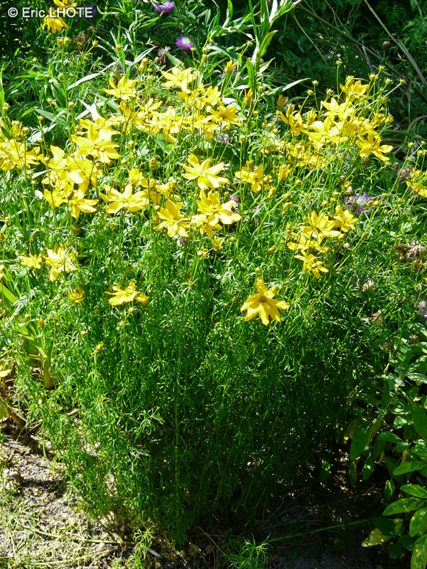  - Coreopsis verticillata - 