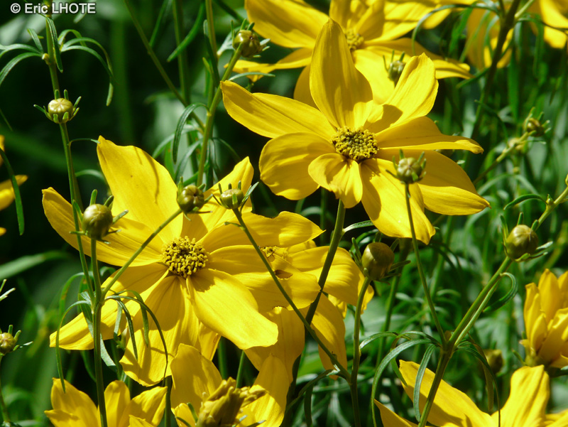 Asteraceae - Coreopsis verticillata - Cor&eacute;opsis &agrave; feuilles en aiguilles
