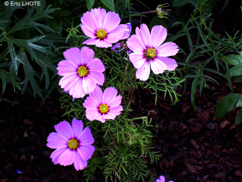  - Cosmos bipinnatus - 