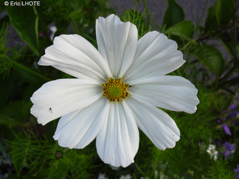  - Cosmos bipinnatus - 