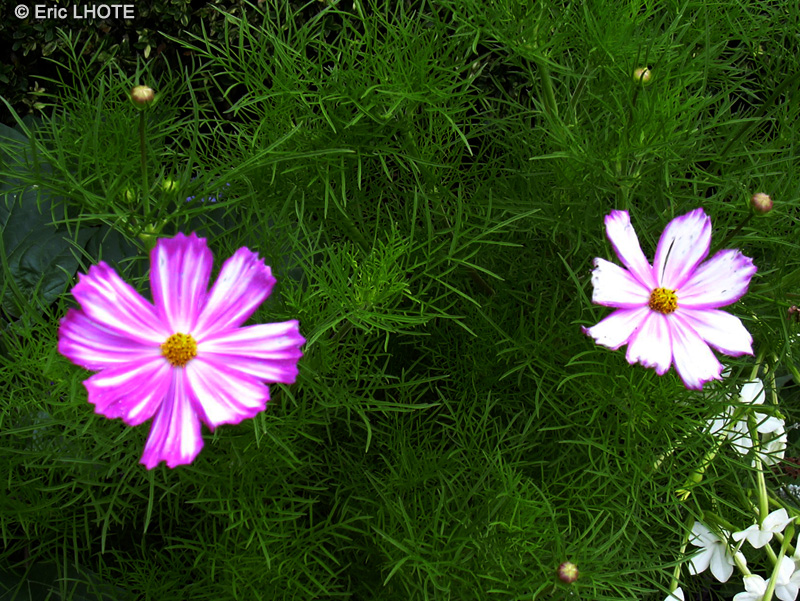 Asteraceae - Cosmos bipinnatus - Cosmos
