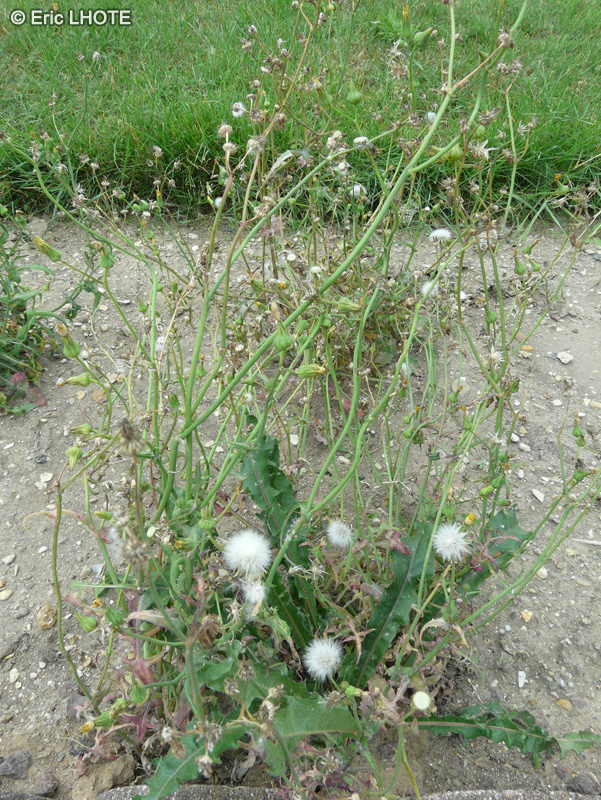 Asteraceae - Crepis leontodontoides - Cr&eacute;pide faux Liondent
