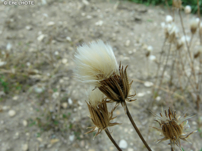 Asteraceae - Crepis rubra - Cr&eacute;pide rouge